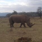 4 Days Maasai Mara and Lake Nakuru Unforgettable Safari - Practical Aspects and Value