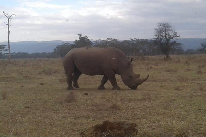 4 Days Maasai Mara and Lake Nakuru Unforgettable Safari - Practical Aspects and Value