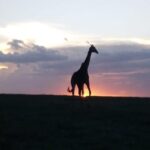 4 Days - Majestic Maasai Mara and Lake Nakuru Safari - Practical Considerations