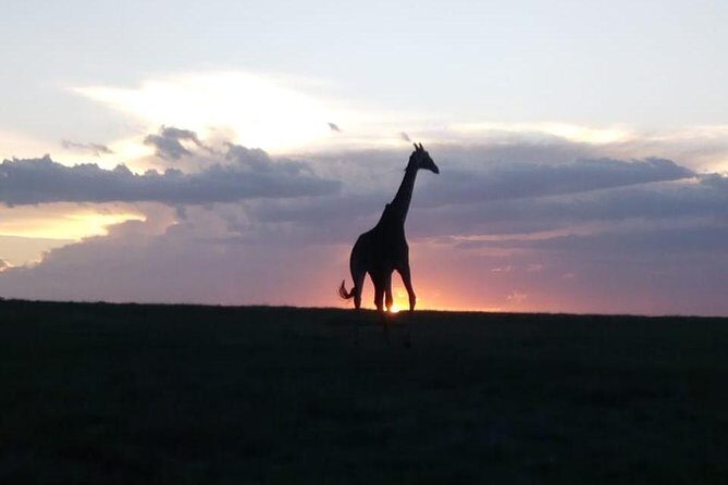 4 Days - Majestic Maasai Mara and Lake Nakuru Safari - Practical Considerations