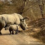4 Days Masai mara and Lake Nakuru Safari from Nairobi - The Experience: What Makes This Tour Stand Out