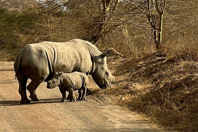 4 Days Masai mara and Lake Nakuru Safari from Nairobi - The Experience: What Makes This Tour Stand Out