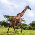 4 Days Masai Mara and Lake Nakuru Shared Camping Safari - Detailed Breakdown of the Itinerary
