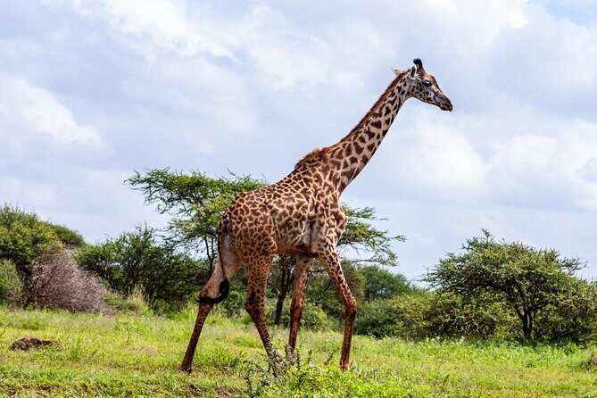 4 Days Masai Mara and Lake Nakuru Shared Camping Safari - Detailed Breakdown of the Itinerary