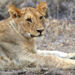 4 Days Masai Mara Camping Safari - Guides and Service Quality
