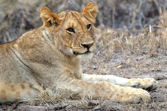 4 Days Masai Mara Camping Safari - Guides and Service Quality