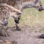 4 Days Masai Mara/Lake Nakuru Budget Safari - Day 2: Full Day of Wildlife in Masai Mara