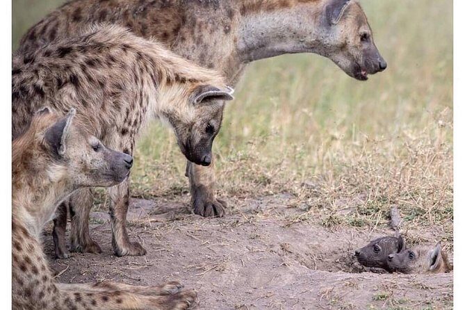 4 Days Masai Mara/Lake Nakuru Budget Safari - Day 2: Full Day of Wildlife in Masai Mara