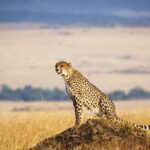 4 Days Masai Mara & Lake Nakuru Lodge Safari - What Could Be a Consideration?
