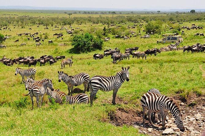 4 days masai mara Nakuru Joining safari - What Travelers Love About the Tour