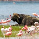4 Days Mid Luxury Safari, Lake Nakuru and Masai Mara. - The Itinerary Breakdown: What You Can Expect