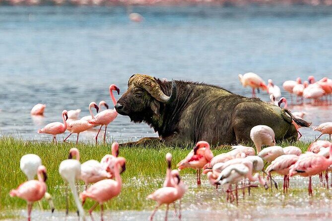 4 Days Mid Luxury Safari, Lake Nakuru and Masai Mara. - The Itinerary Breakdown: What You Can Expect