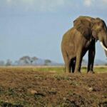 4 Days Mikumi & Udzungwa National Parks Safari - What Makes This Tour Stand Out?
