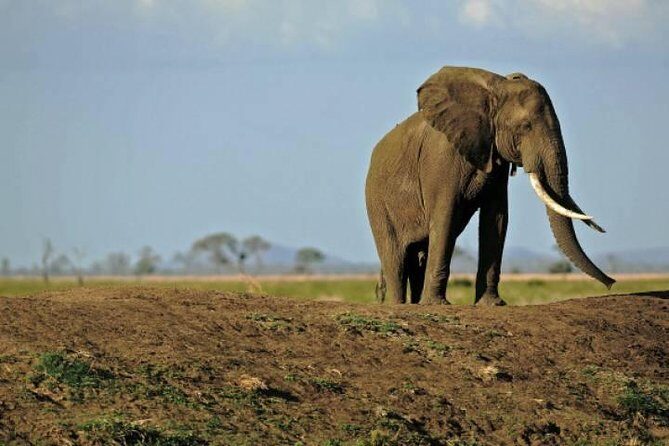 4 Days Mikumi & Udzungwa National Parks Safari - What Makes This Tour Stand Out?