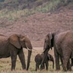 4 Days of Untamed Beauty: An Unforgettable Masai Mara Road Safari - Transportation, Accommodation, and Meals