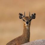4 Days Private Migration Midrange Safari - Logistics and Practicalities