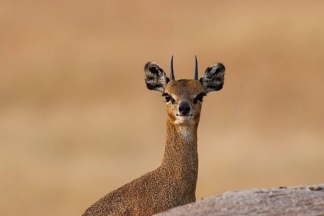 4 Days Private Migration Midrange Safari - Logistics and Practicalities