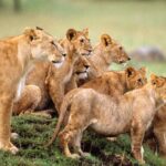 4 days Private Safari Tour Tanzania - Who should consider this safari?