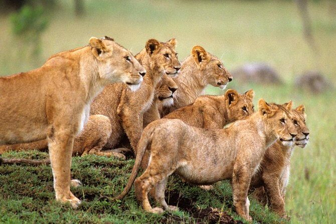 4 days Private Safari Tour Tanzania - Who should consider this safari?