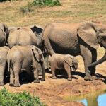 4 Days Private Tour at Kruger National Park & Blyde River Canyon - Practical Details: What to Expect