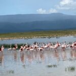 4 Days Private Tour Tarangire Crater and Serengeti - Day 2: From the Crater to the Plains of Serengeti