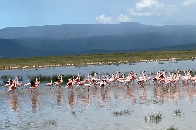 4 Days Private Tour Tarangire Crater and Serengeti - Day 2: From the Crater to the Plains of Serengeti