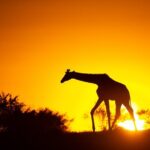 4 Days Safari from Mombasa to Amboseli and Tsavo West and East - Is It Worth the Price?