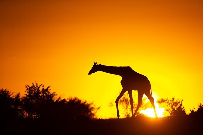 4 Days Safari from Mombasa to Amboseli and Tsavo West and East - Is It Worth the Price?