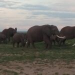 4 Days Safari to Amboseli N/P, Tsavo East N/P. - The Experience for You