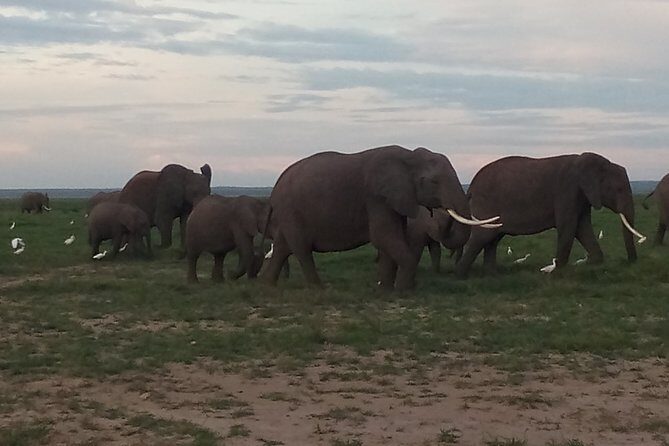 4 Days Safari to Amboseli N/P, Tsavo East N/P. - The Experience for You