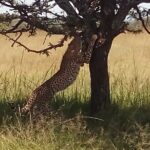 4 Days Safari to Lake Nakuru N/P and Maasai Mara N/R - Day 2: Transition to Maasai Mara