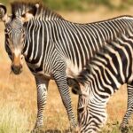 4 Days Safari to Tarangire, Serengeti and Ngorongoro - Final Thoughts: Who Is This Tour Best For?