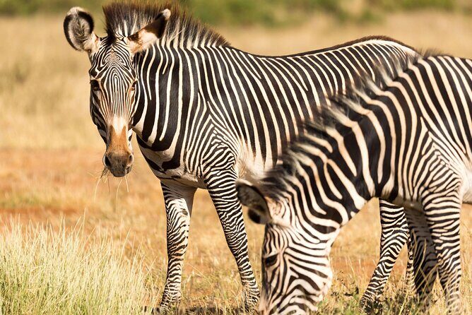 4 Days Safari to Tarangire, Serengeti and Ngorongoro - Final Thoughts: Who Is This Tour Best For?