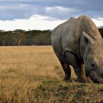 4 Days Safari Tour at Tarangire, Serengeti and Ngorongoro Crater - Practical Aspects and Value