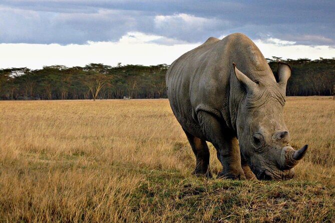 4 Days Safari Tour at Tarangire, Serengeti and Ngorongoro Crater - Practical Aspects and Value