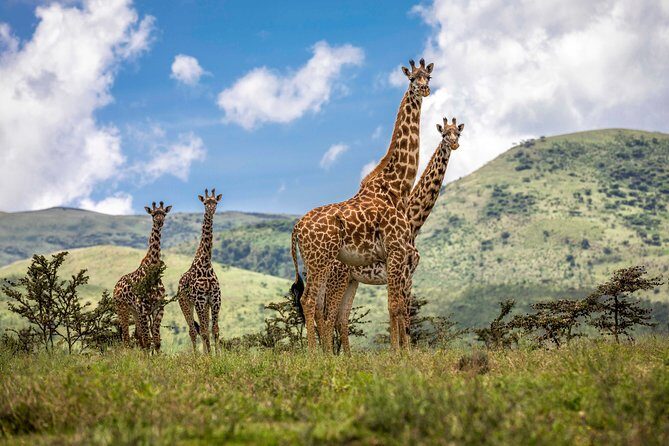 4 Days safari Tour Tanzania - Practical Considerations