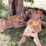 4-days safari: Tsavo east, west and Amboseli national parks - FAQs