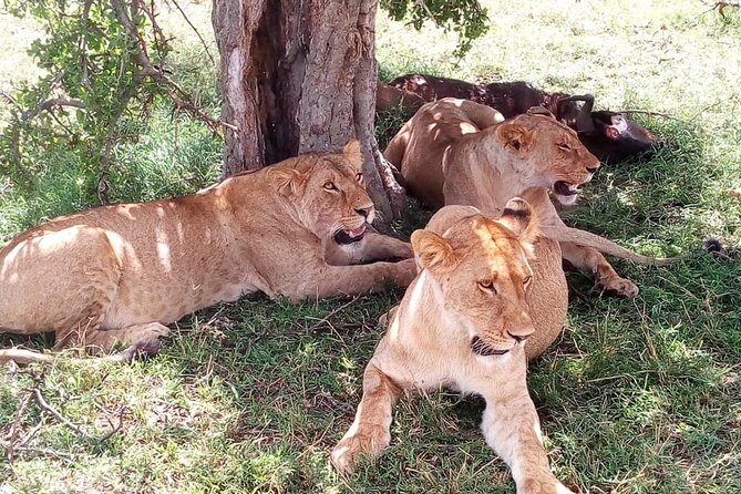 4-days safari: Tsavo east, west and Amboseli national parks - FAQs