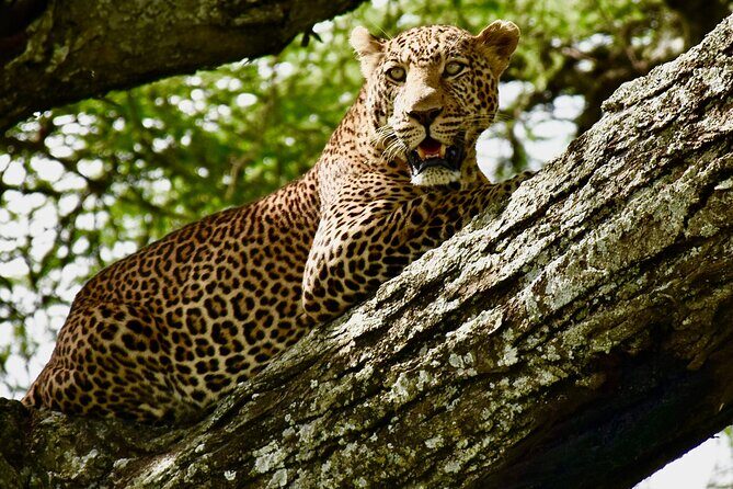 4 days safari - What Travelers Love Most