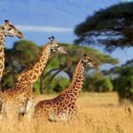 4 Days scenic Tarangire, Ngorongoro, Serengeti Group Safari - Who Should Consider This Safari?