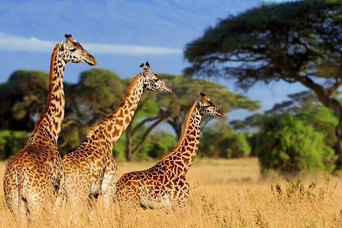 4 Days scenic Tarangire, Ngorongoro, Serengeti Group Safari - Who Should Consider This Safari?