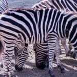 4 Days Serengeti and Ngorongoro Joining Group Mid-range Safari - The Value of the Experience