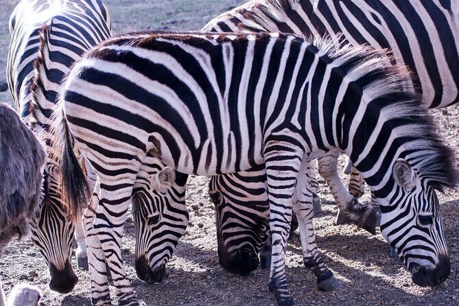 4 Days Serengeti and Ngorongoro Joining Group Mid-range Safari - The Value of the Experience