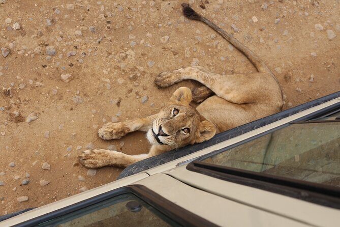 4 Days Serengeti NP, Ngorongoro Crater & Tarangire NP Safari - The Value of This Safari