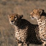 4 Days Tanzania Budget Safari - Potential Considerations