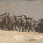 4 Days Tanzania Budget Safari - What Makes This Tour Stand Out