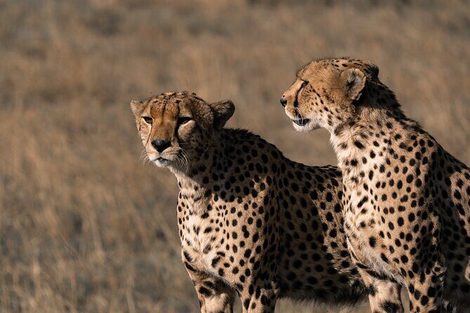 4 Days Tanzania Budget Safari - Potential Considerations