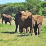 4 Days Tanzania Camping Safari - Who Is This Tour Perfect For?