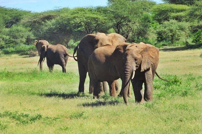 4 Days Tanzania Camping Safari - Who Is This Tour Perfect For?