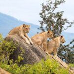 4 Days Tanzania Group Joining Safari with Mid-range Accommodation - Day 1: Tarangire National Park